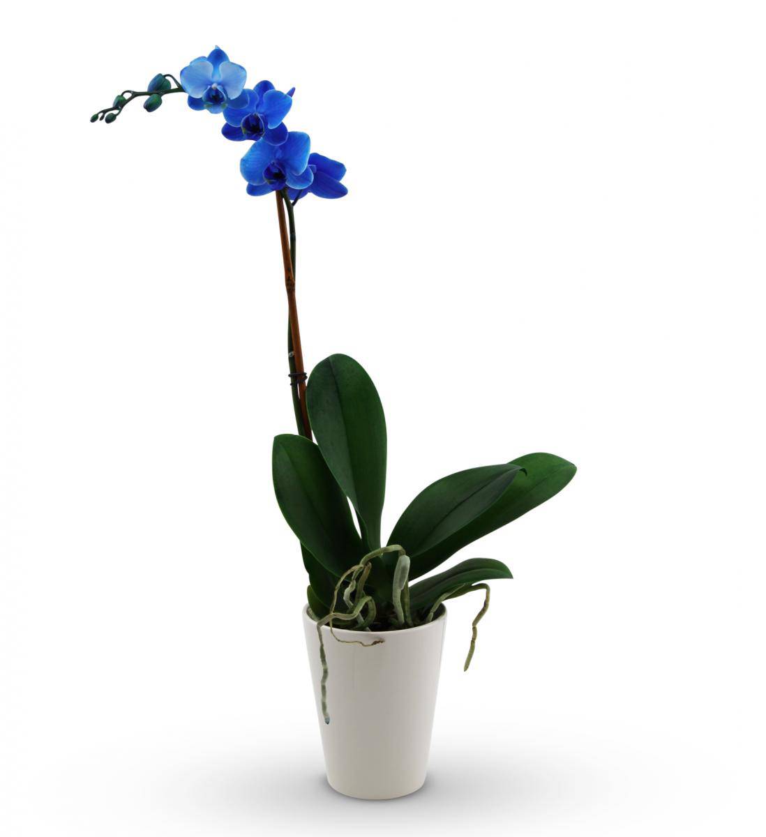 Blue Orchid Plant Avas Flowers