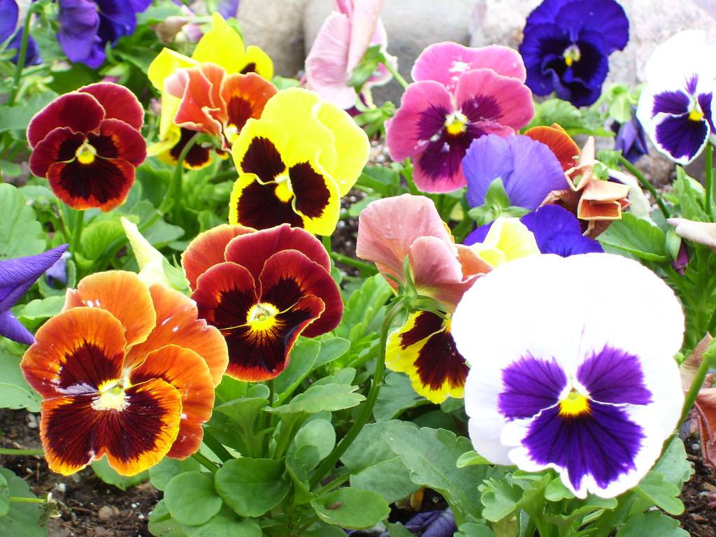 What To Plant In Fall, To Enjoy In Spring - Avas Flowers