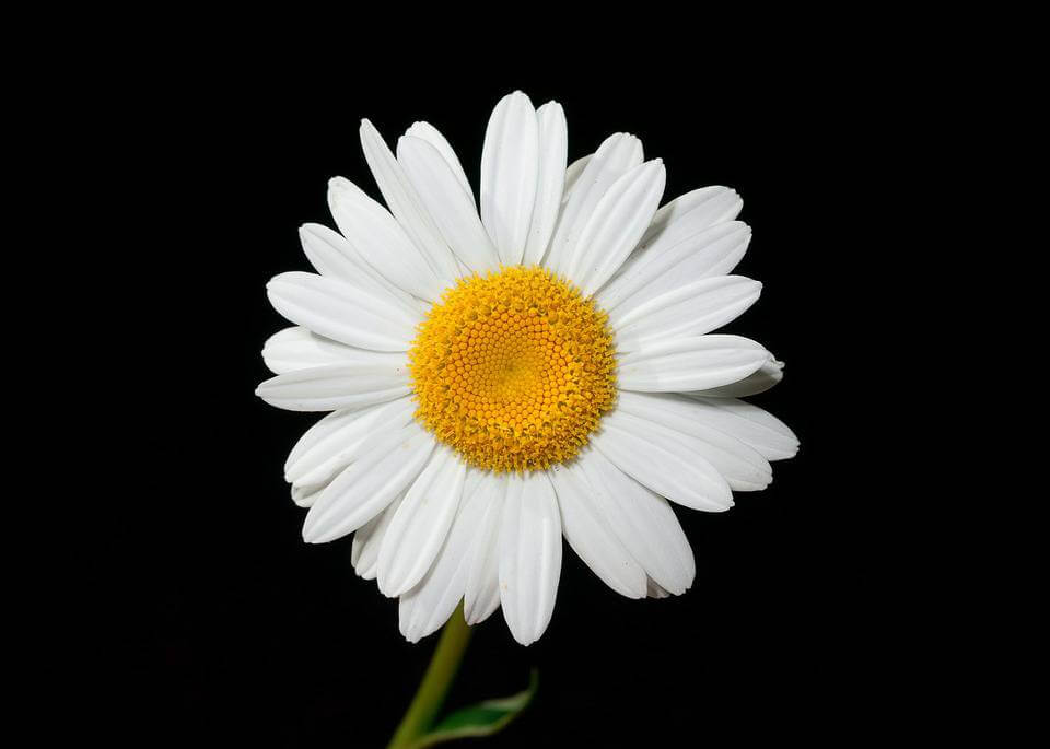 April's Birthflower: The Dainty Daisy - Avas Flowers