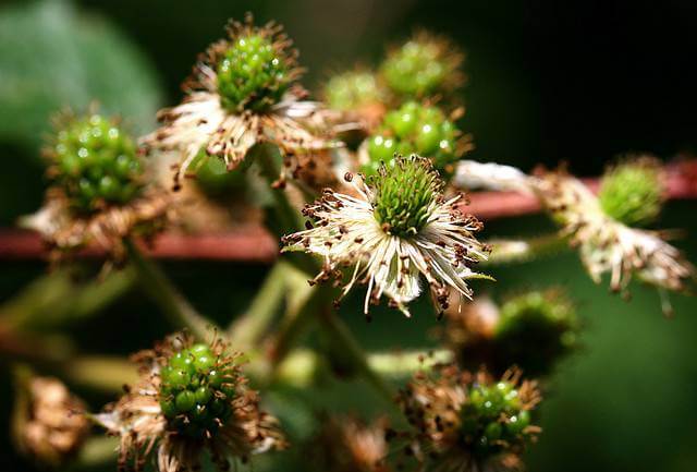 How Flowers Become Fruit Avas Flowers