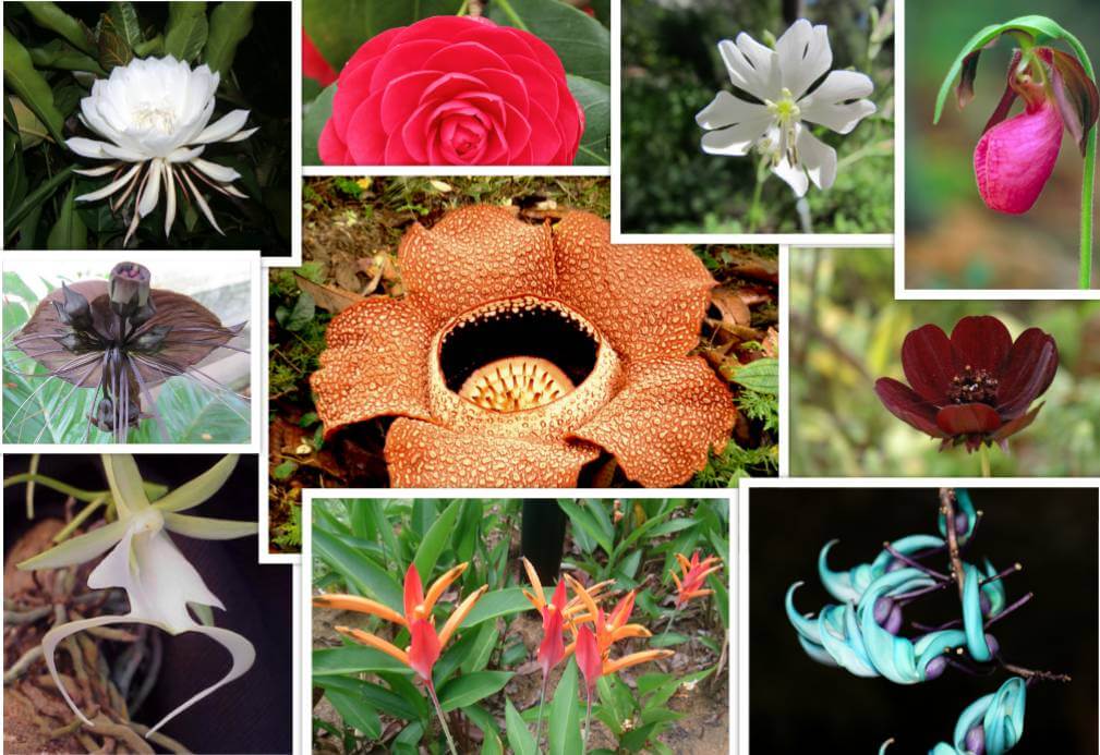 Endangered Flowers That Will Leave The World A Little Less Beautiful