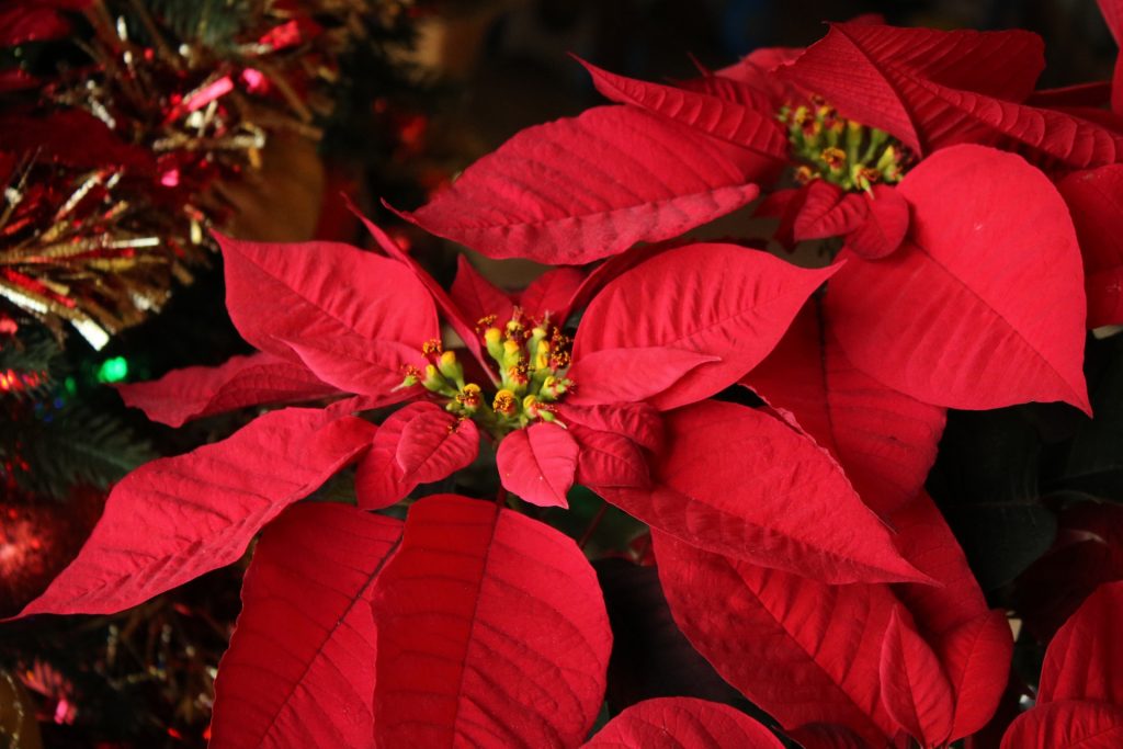 How The Poinsettia Became The Flower of Christmas - Avas Flowers