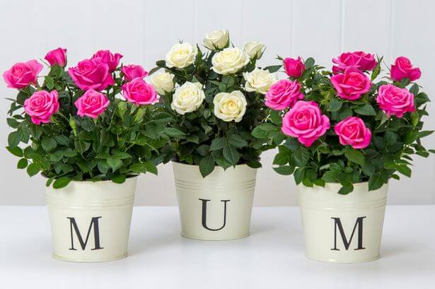 mothers day gifts flowers
