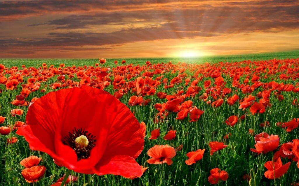 remembrance poppy flower