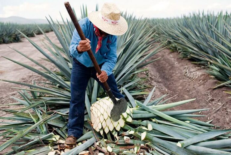 What Plant Does Tequila Come From? Avas Flowers