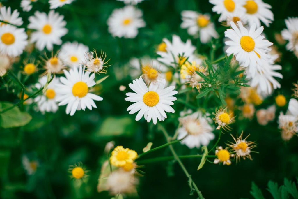  Achetez des Marguerites 