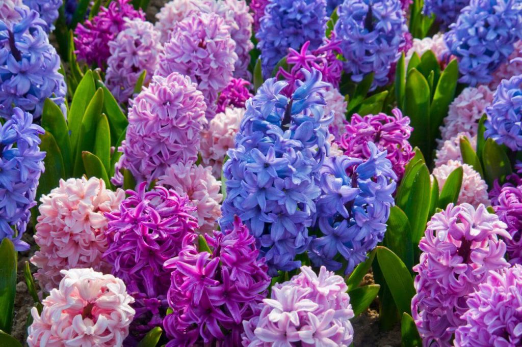 nákup hyacinty