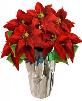 Holiday Poinsettia Plant - Farm Fresh | Avas Flowers