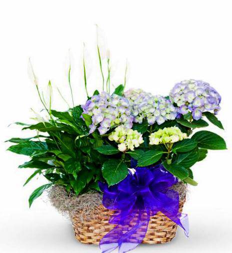 Basket Of Assorted Plants - Premium