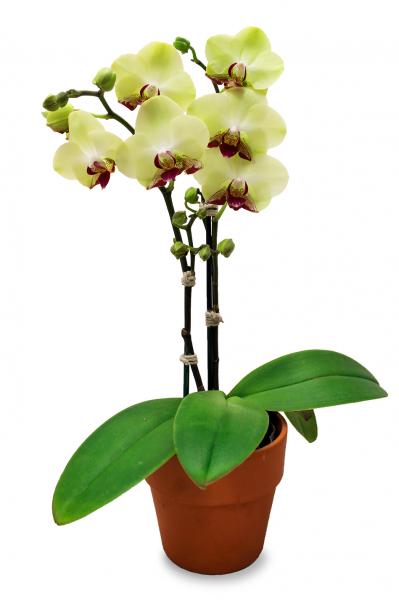 Orchid Plant - Single Stem