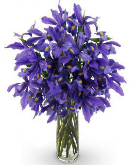 Iris Bouquet - Farm Fresh | Avas Flowers