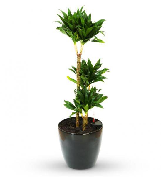 Green Potted Sympathy Plant - Standard