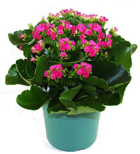 Vibrant Kalanchoe Plant | Avas Flowers