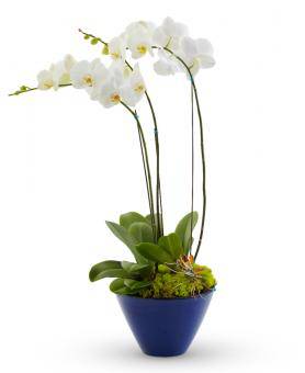 White Orchid Plant-Double Stem | Avas Flowers