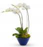 Blue Orchids - Farm Fresh | Avas Flowers