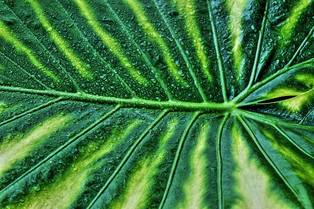 Variegated Lezaf